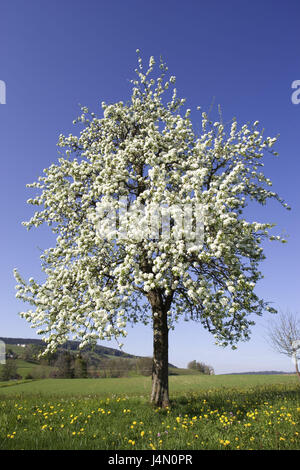 Wiese, Birnbaum, Blüte, Frühling, Natur, Pflanzen, Baum, Obstbaum, Obst Saft Birne, Pyrus, Blüten, Blüte, weiß, Obstblüte, Himmel, blau, Frühling, Mai, Hügel, Stockfoto