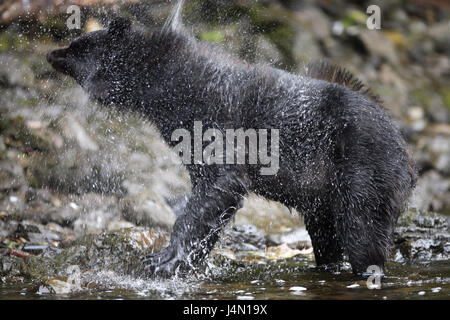 USA, Alaska, Kupreanof Island, Fluss, Schwarzbär, nass, schütteln, Stockfoto