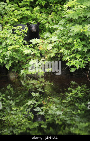 USA, Alaska, Kupreanof Island, schwarzer Bär, Holz, Wasser, Spiegelung, Stockfoto