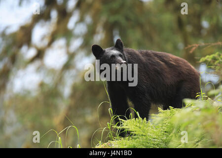 USA, Alaska, Anan Creek, schwarzer Bär, Holz, Stockfoto