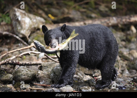 USA, Alaska, Kupreanof Island, Schwarzbär, Fluss, Fluss, Lachs fangen, Beute, Stockfoto