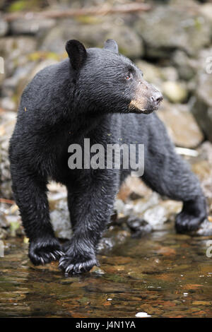 USA, Alaska, Kupreanof Island, Fluss, Schwarzbär, Seitenblick, Stockfoto