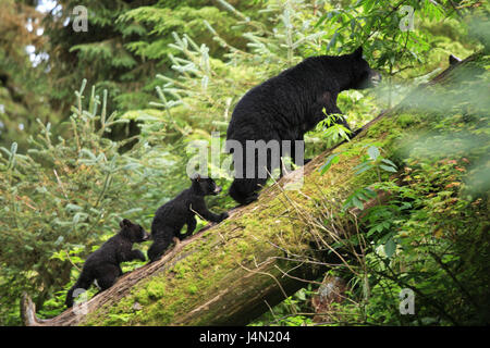 USA, Alaska, Anan Creek, Schwarzbär, Stamm, Vorschau, Holz, Stockfoto