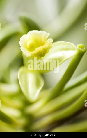 Echte Vanille Vanilla Planifolia, Blüte, Pflanze, Orchidee, Orchidee Pflanze, Vanille, Vanille Blüte, Vanille Pflanze, Würze, Aroma, Blume, Würze, Vanille, Stockfoto