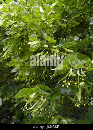 Winter-Linde, Tilia Cordata, Zweige, Blüten, Detail, Stockfoto