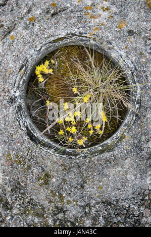 Asphalt, Loch, Moos, Wehrmauer Pfeffer, Rasen, Straße, Weg, Stein, Fels, Pflanzen, Blumen, Dickblattgewächse, asphalt, Teer, tar-Kappen, wachsen, sprießen, prosper, Icon, Kraft, Stärke, Energie, Widerstandskraft, Willenskraft, unverwüstlich, robust, demütig, bescheiden, taktlos, geben, wird Fähigkeit durchzukommen, Stockfoto