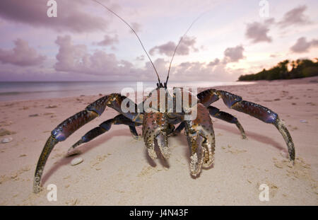 Palm-Dieb, Strand, Bikini, Marshall-Inseln, Stockfoto