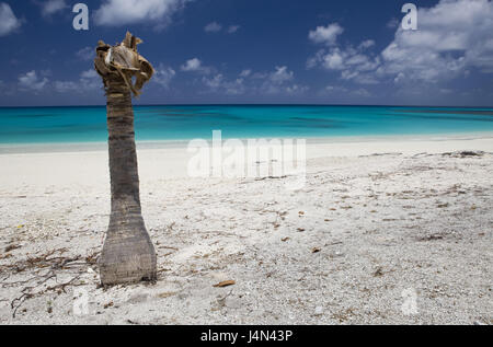 Lagune, Strand, Palmen Stamm, Bikini, Marshall-Inseln, Stockfoto