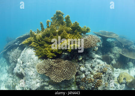 Korallen, Lagune, Bikini, Marshall-Inseln, Stockfoto