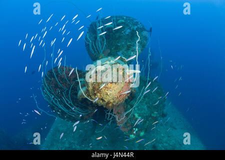 Schiff Wrack, HIJMS Nagato, Schiff Schraube, Stockfoto