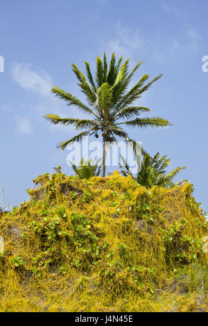 Vegetatives Wachstum, Strand, Bikini, Marshall-Inseln, Stockfoto