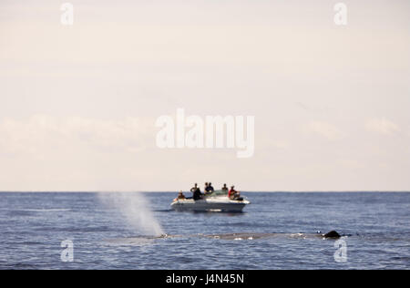 Pottwal, Schiff, Tourist, Whale-Watching, Stockfoto