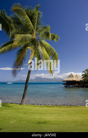 Französisch-Polynesien, Tahiti, Tahiti Nui Island, Papete, Intercontinental Resort, Palm Beach, Stockfoto