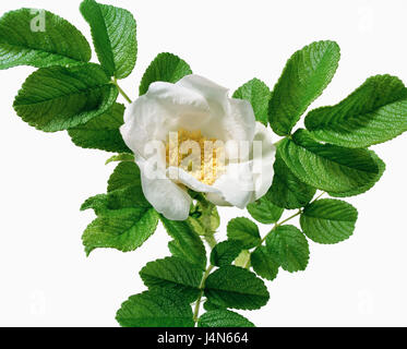 Rose, Name: Rose Rugosa 'Alb' W. Robins, Sektion Cinnamomeae, Wildrosen, eingeführt aus Japan, im Jahre 1796 Stockfoto