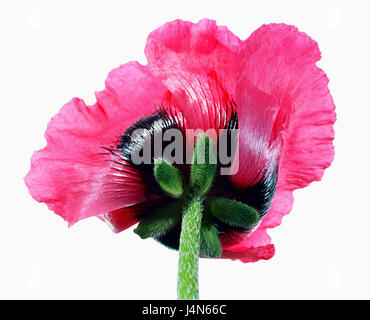 Mohn, "Himbeere der Königin", rosa diejenigen, Stockfoto