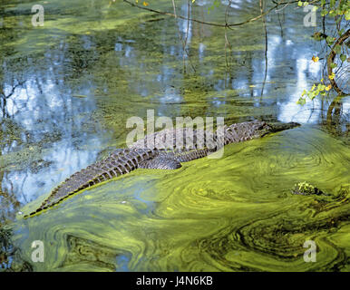 USA, Florida, St. Augustine, Alligatorfarm, Gewässer, Alligator, Nordamerika, wildes Tier, Tier, Raubtier, Reptil, gepanzerte Echse, Krokodil, Alligator, Stockfoto