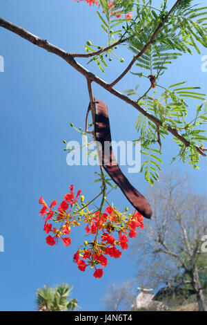 Demokratische Republik Timor-Leste, Roca, Baum, Pflanze, Blüten, Fötus Zustand, Stockfoto