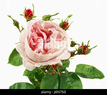 Rose, Name: 'Fantin-Latour", Dissektion Gallicanae, Zentifolien, Stockfoto