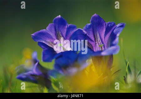 Alm-Enzian, Blüten, mittlere Nahaufnahme Stockfoto