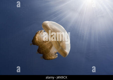 Unter Wasser aufnehmen, Mastigias-Display Bildschirm Quallen Mastigias Papua-Etpisonii, Stockfoto