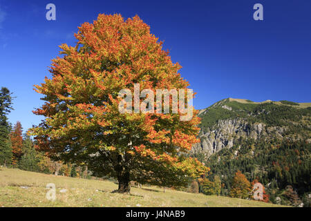 Österreich, Tirol, enges Tal, Ahorn Boden, Karwendel, Bäume, Herbst, Stockfoto