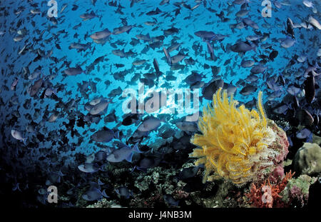 Fische träumen, Rotz Urvater Drucktaste Fisch, Odonus Niger, gelbe Federstern, Stockfoto