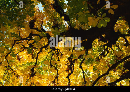 Kastanienbaum, Blätter, Zweige, mittlere Nahaufnahme, Herbst Stockfoto