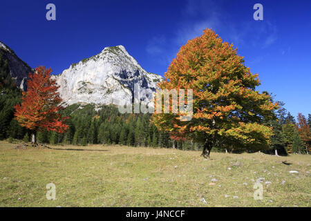 Österreich, Tirol, enges Tal, Ahorn Boden, Karwendel, Bäume, Herbst, Stockfoto