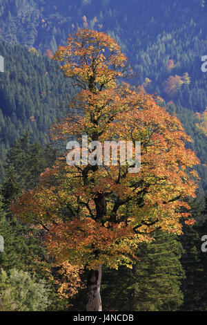 Österreich, Tirol, enges Tal, Ahorn Boden, Karwendel, Bäume, Herbst, Stockfoto