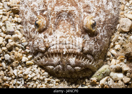 Himmelsgucker, Uranoscopus Scaber, Kroatien, Istrien, Adria, Mittelmeer, Stockfoto