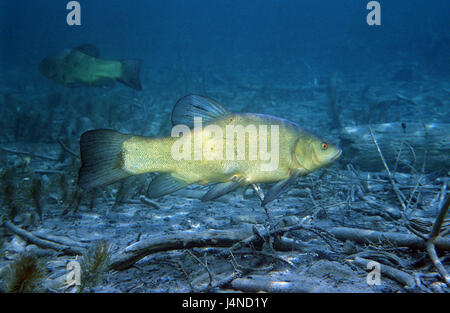 Fisch, Schleie Tinca Tinca, Stockfoto