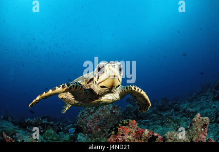 Echte Karettschildkröte, Eretmochelys Imbricata, Stockfoto