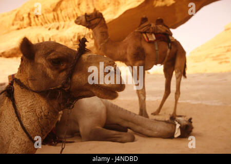 Den Nahen Osten, Jordanien, Wadi Rum, Kamele, Stockfoto