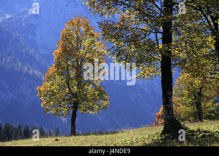 Österreich, Tirol, enges Tal, Ahorn Boden, Karwendel, Bäume, Ahorn, Herbst, Stockfoto