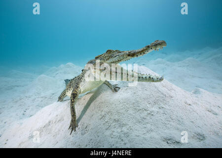 Australien, Great Barrier Reef bar Krokodil, Crocodylus Porosus, Unterwasser Aufnahme, Tierwelt, Wildlife, Tier, wildes Tier, Reptil, Kriechtier, gepanzerte Echse, Krokodil, Crocodylia, Schwimmen, Salzwasser-Krokodil, Queensland, Stockfoto