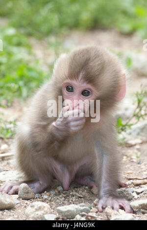 Japanischen Makaken (Macaca Fuscata) Baby hält Hand über Mund Stockfoto