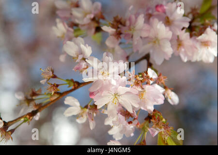 Mandelbaum, Zweig, Blüten, Detail, Baum, Blüte, Zeit der Blüte, Frühling, Pflanzen, Pink, zartrosa, außen, blühen, Baum, Botanik, Frühlingsboten, Tonsillen Blüte, Mandelbaum Blüte, Natur, Flora, Deutschland, Stockfoto