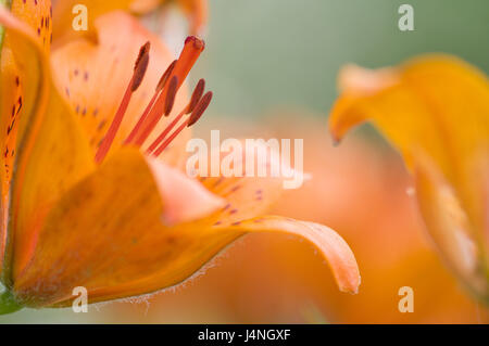 Feuer-Lilie, Lilium Bulbiferum, Blüten, detail, Unschärfe, Deutschland, Natur, Pflanzen, Zierpflanzen, Blumen, Lilie, Feuer-Lilie, Lilie, Blütenblätter, Blütenstand, Staub Schiffe, Briefmarken, Pollen, Polling, Farbe, orange, Orange, bunt, weich, filigran, selten, geschützt, bedroht, mittlere Nahaufnahme, detaillierte Schärfe, Schönheit, gewellt, niemand, Farbstimmung Stockfoto