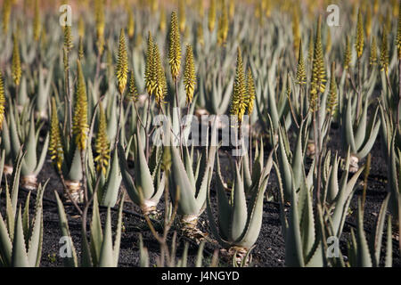 Spanien, Fuerteventura, Tuineje, Feld, Anlage, Aloe Vera, Aloe Bar Baden Sis, Blüte, Stockfoto