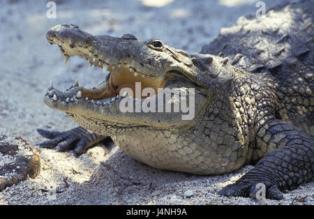 Beule im Krokodil Crocodylus Moreletii, Mund offen, Honduras, Stockfoto