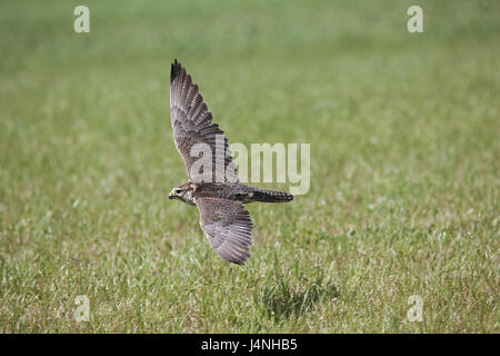 Sakerfalke, Sakerfalken, Falco Cherrug, Flug, Stockfoto