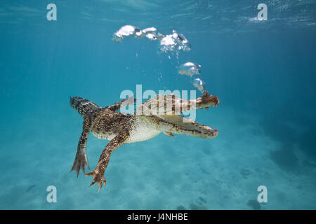 Australien, Great Barrier Reef bar Krokodil, Crocodylus Porosus, Unterwasser Aufnahme, Tierwelt, Wildlife, Tier, wildes Tier, Reptil, Kriechtier, gepanzerte Echse, Krokodil, Crocodylia, Schwimmen, Salzwasser-Krokodil, Queensland, Stockfoto