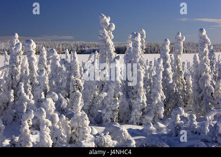 Nordamerika, Kanada, Yukon-Territorium, Winterlandschaft, Stockfoto