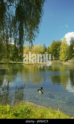 Deutschland, Bayern, Grainau, Kurpark, See "Vorwärmer", Ufer, Enten, Süddeutschland, Oberbayern, Kurort, Saison, Herbst, herbstliche, sonnig, Bäume, Laub, Verfärbung, Teich, Wasser, Idylle, draußen, menschenleer, Park, Parks, Erholungsgebiet, Tiere, Trauerweide, Stockfoto