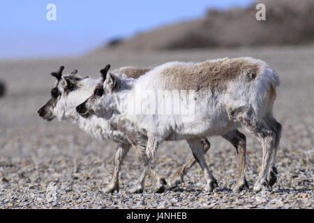 Norwegen, Svalbard, Spitzbergen, Isfjord Diabasodden, Spitzbergen Rentiere, Rangifer Tarandus Platyrhynchus, Stockfoto