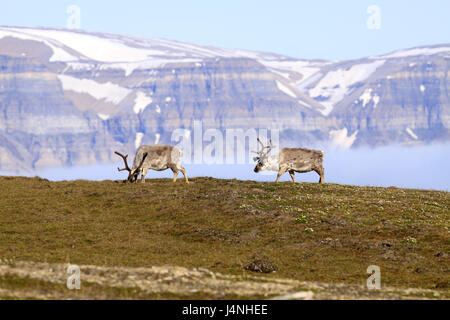 Norwegen, Svalbard, Spitzbergen, Isfjord Diabasodden, Spitzbergen Rentiere, Rangifer Tarandus Platyrhynchus, Stockfoto