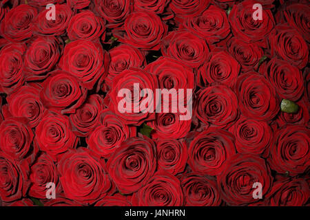 Rosen, rot, viele, Nahaufnahme, in der Nähe, Blumen, Bündel, Strauß, Bündel von Rosen, Schnittblumen, Blüten, Rosenblüten, Blüten, Blütenblätter, samtig, Valentinstag, Symbol, Liebe, Stockfoto