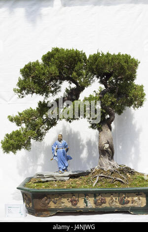 Bonsai-Baum, Peel, Charakter, Zwerg Baum, Baum, Nadelbaum, klein, Miniatur,  Pflanze, Zierpflanze, Bonsai-Baum, kleiner Baum, exotisch, asiatisch,  Chinesisch, Garten, Kunst, Botanik, Gartenbau, Topfpflanze, Zierpflanze,  Pflanze Schiff, China, Hong Kong ...