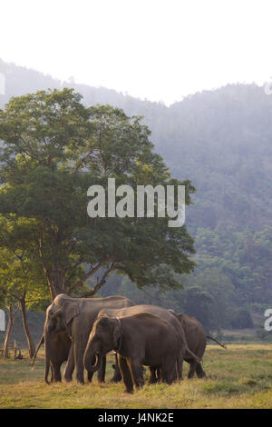 Oben, Chiang Mai, Thailand, goldene Elefant, Abendlicht, Stockfoto