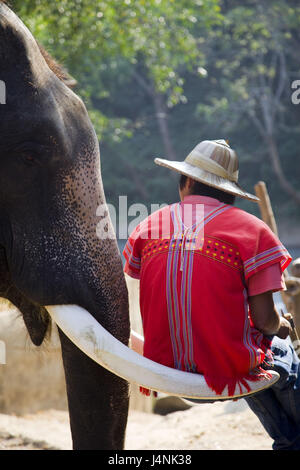 Thailand, Chiang Mai, Elefantencamp, indischer Elefant, Elephant Fahrer, Tusk, sitzen, Ansicht von hinten, Stockfoto